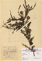 藏品(鐵掃帚(千里光))的圖片